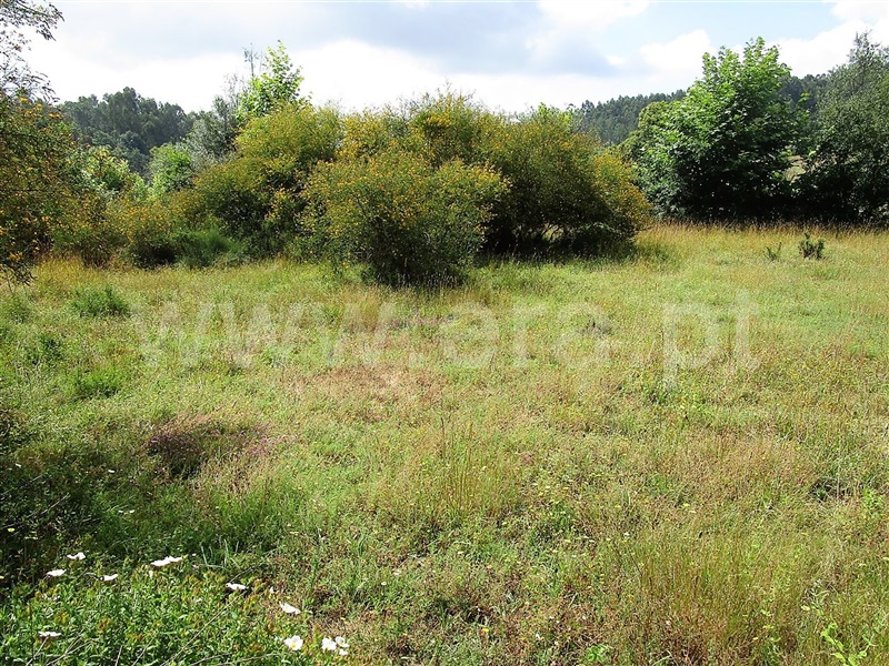 Terreno  Póvoa de Lanhoso, Calvos e Frades - 955036 - 3