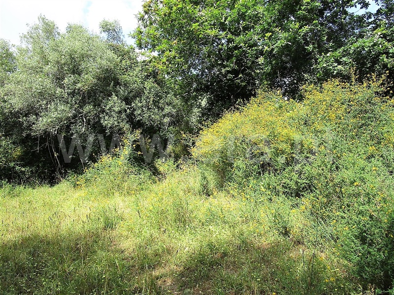 Terreno  Póvoa de Lanhoso, Calvos e Frades - 955036 - 6