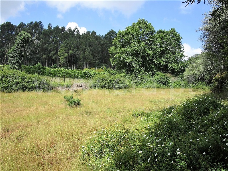 Terreno  Póvoa de Lanhoso, Calvos e Frades - 955036 - 5