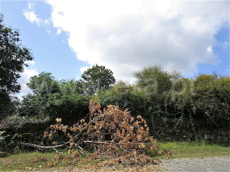 Terreno  Póvoa de Lanhoso, Calvos e Frades - 955036 - 10
