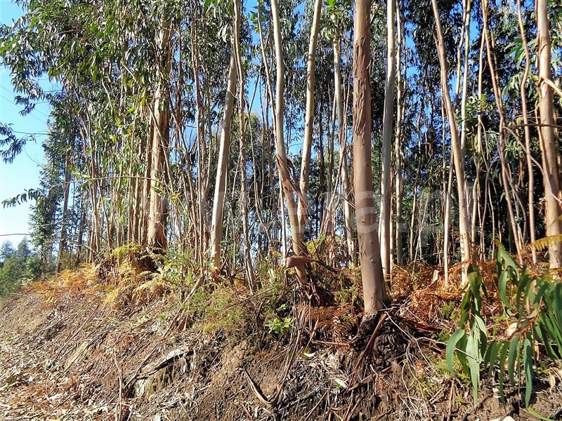 Terreno  Póvoa de Lanhoso, Ferreiros - 959582 - 5