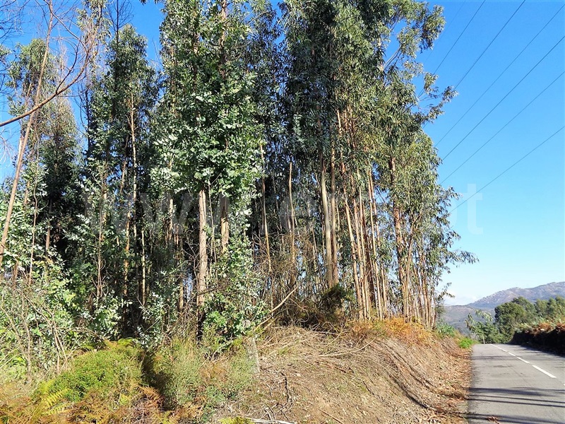 Terreno  Póvoa de Lanhoso, Ferreiros - 959582 - 6