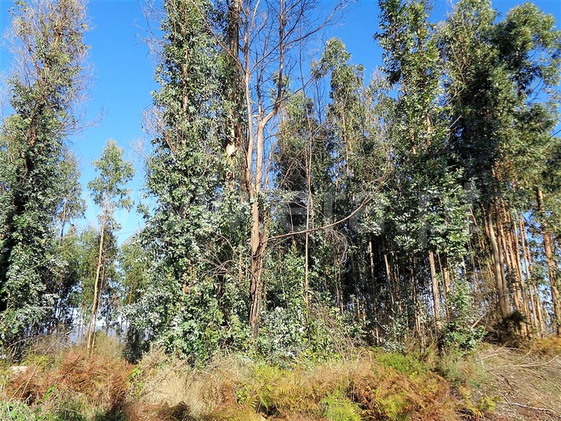 Terreno  Póvoa de Lanhoso, Ferreiros - 959582 - 7