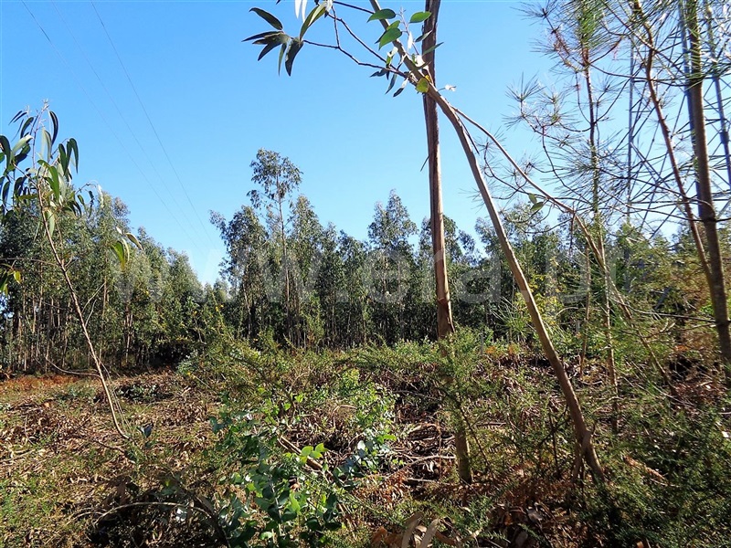 Terreno  Póvoa de Lanhoso, Ferreiros - 959582 - 11