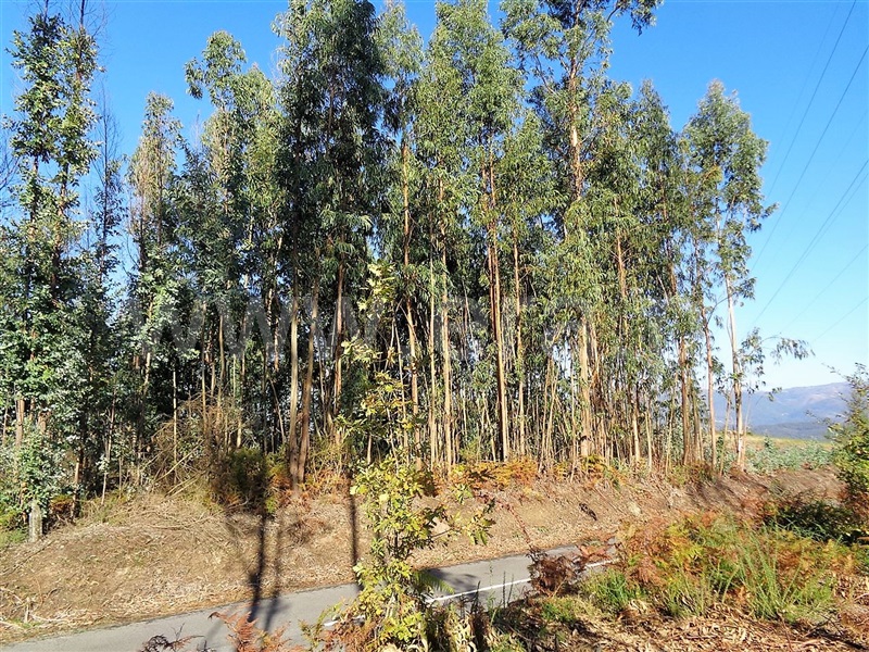 Terreno  Póvoa de Lanhoso, Ferreiros - 959582 - 12
