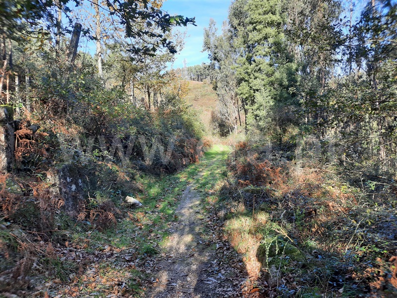 Terreno / Póvoa de Lanhoso, Fonte Arcada e Oliveira