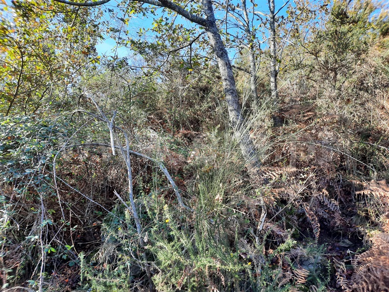 Terreno  Póvoa de Lanhoso, Fonte Arcada e Oliveira - 1399350 - 4