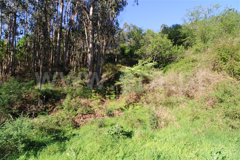 Terreno  Póvoa de Lanhoso, Fonte Arcada e Oliveira - 1399350 - 6