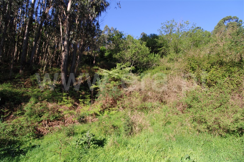Terreno  Póvoa de Lanhoso, Fonte Arcada e Oliveira - 1399350 - 7
