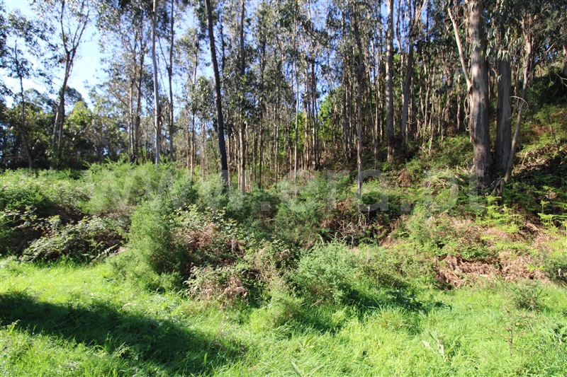 Terreno  Póvoa de Lanhoso, Fonte Arcada e Oliveira - 1399350 - 9