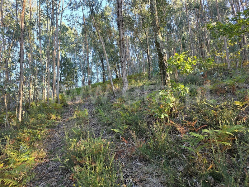 Terreno / Póvoa de Lanhoso, Fonte Arcada e Oliveira