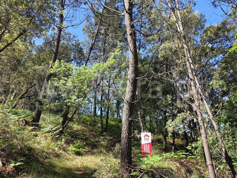 Terreno / Póvoa de Lanhoso, Fonte Arcada e Oliveira