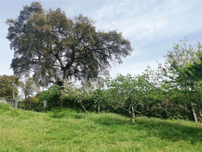 Terreno  Póvoa de Lanhoso, Póvoa de Lanhoso (Nossa Senhora do Amparo) - 1325638 - 15