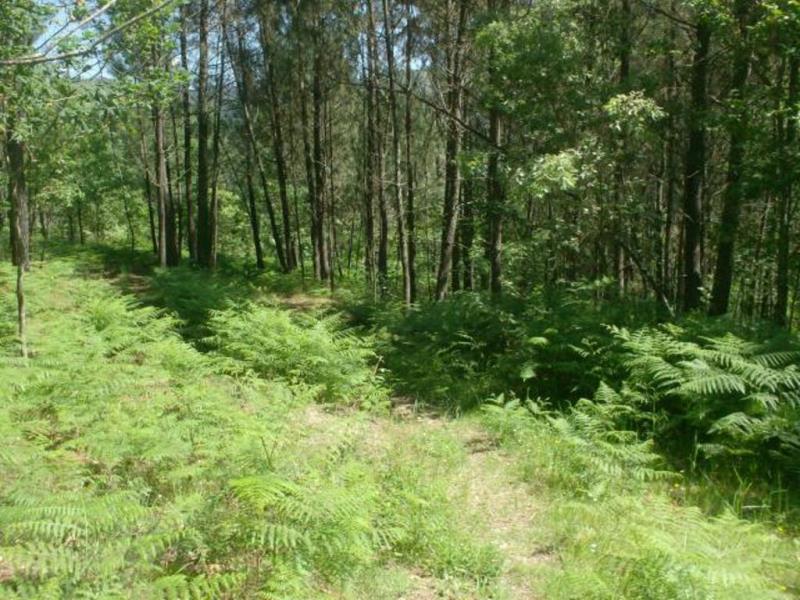 Terreno  Póvoa de Lanhoso, Sobradelo da Goma - 66906 - 5