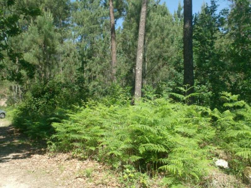 Terreno  Póvoa de Lanhoso, Sobradelo da Goma - 66906 - 3