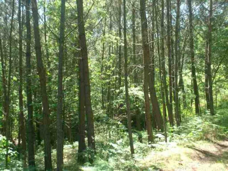 Terreno  Póvoa de Lanhoso, Sobradelo da Goma - 66906 - 6