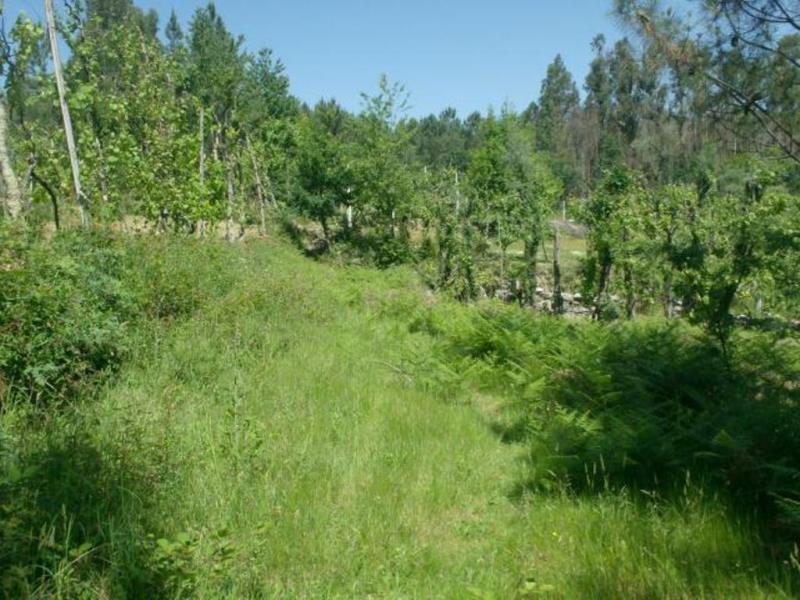Terreno  Póvoa de Lanhoso, Sobradelo da Goma - 66906 - 8