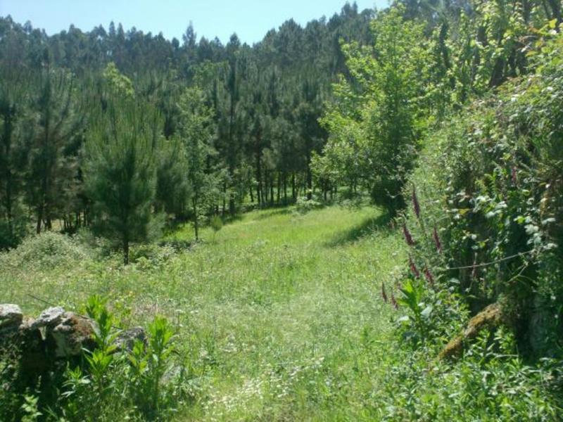 Terreno  Póvoa de Lanhoso, Sobradelo da Goma - 66906 - 11