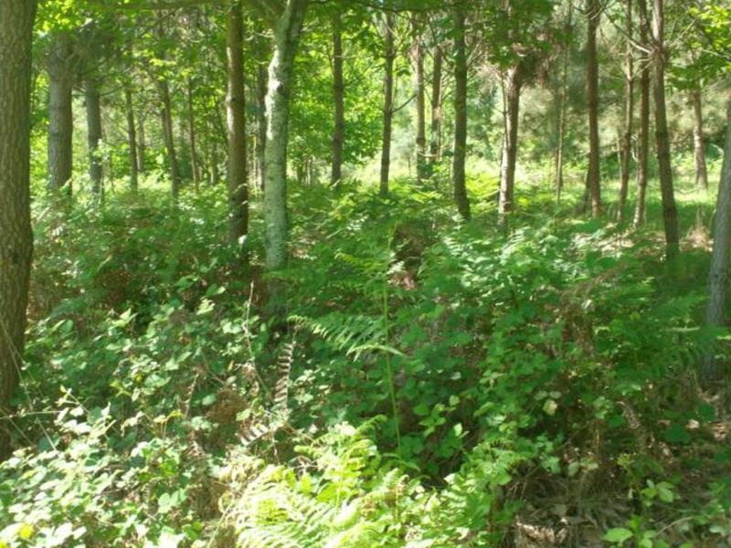 Terreno  Póvoa de Lanhoso, Sobradelo da Goma - 66906 - 16