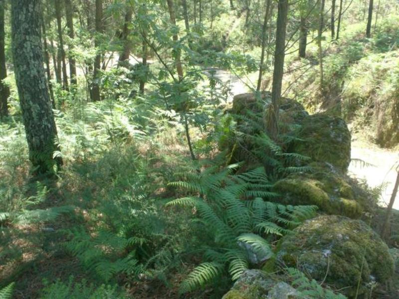 Terreno  Póvoa de Lanhoso, Sobradelo da Goma - 66906 - 20