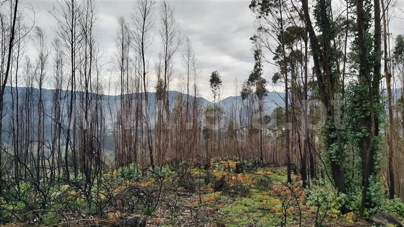 Terreno  Póvoa de Lanhoso, Verim, Friande e Ajude - 1466473 - 6