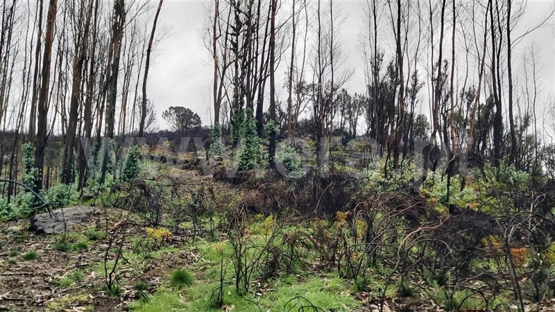 Terreno  Póvoa de Lanhoso, Verim, Friande e Ajude - 1466473 - 8
