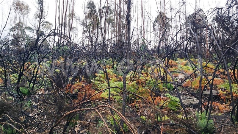 Terreno  Póvoa de Lanhoso, Verim, Friande e Ajude - 1466473 - 11