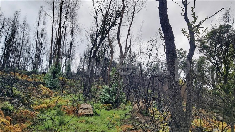 Terreno  Póvoa de Lanhoso, Verim, Friande e Ajude - 1466473 - 12