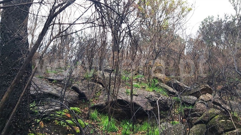 Terreno  Póvoa de Lanhoso, Verim, Friande e Ajude - 1466473 - 13