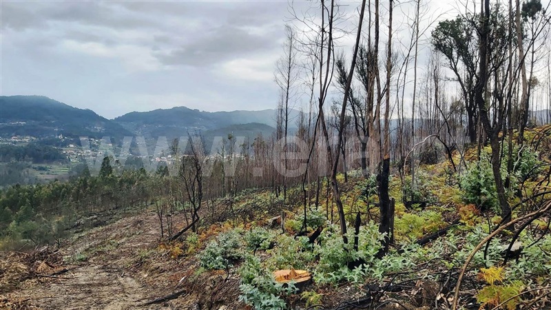 Terreno  Póvoa de Lanhoso, Verim, Friande e Ajude - 1466473 - 15