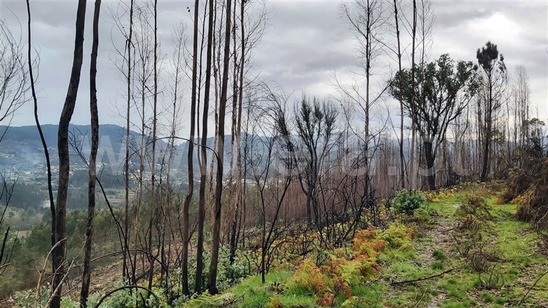 Terreno  Póvoa de Lanhoso, Verim, Friande e Ajude - 1466473 - 16