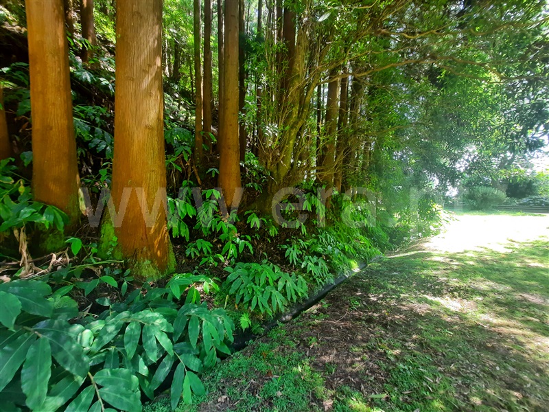Terreno  Povoação - 1350373 - 7