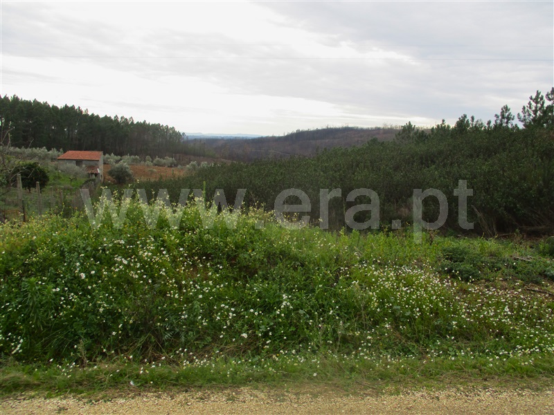 Terreno  Proença-a-Nova, Chão do Galego - 1390669 - 3