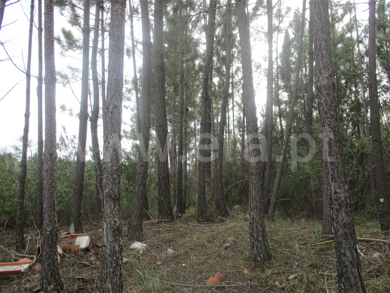 Terreno  Proença-a-Nova, Chão do Galego - 1390669 - 5