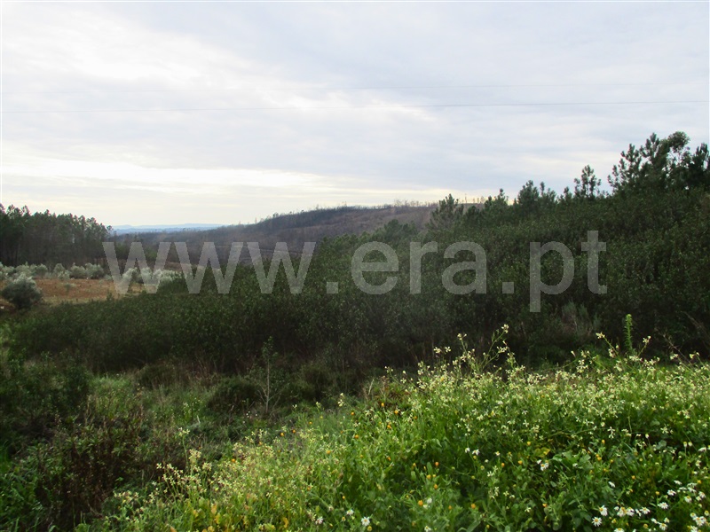 Terreno  Proença-a-Nova, Chão do Galego - 1390669 - 9
