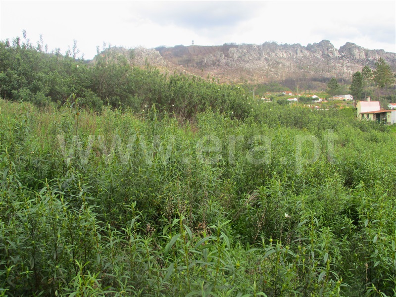 Terreno  Proença-a-Nova, Chão do Galego - 1390669 - 10