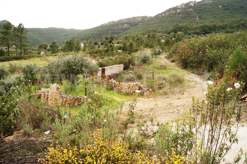 Terreno / Proença-a-Nova, Montes da Senhora