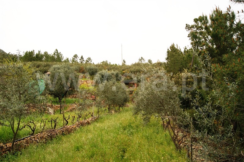 Terreno  Proença-a-Nova, Montes da Senhora - 635511 - 4