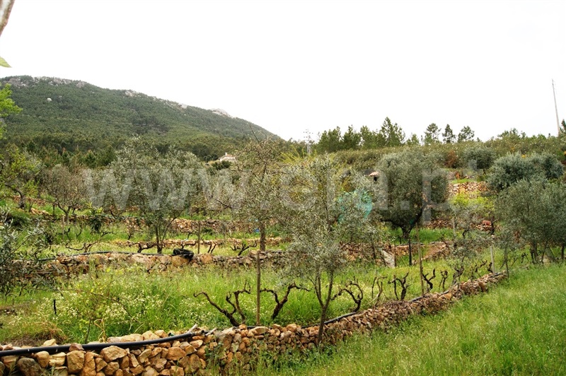 Terreno  Proença-a-Nova, Montes da Senhora - 635511 - 5
