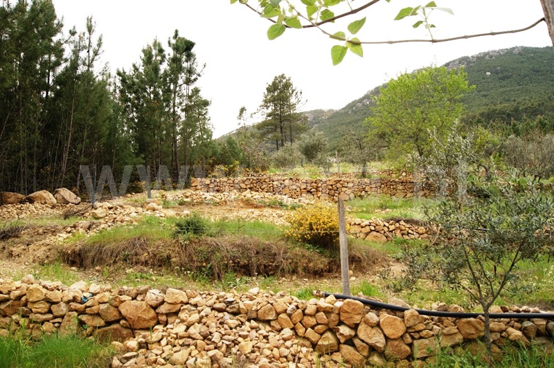 Terreno  Proença-a-Nova, Montes da Senhora - 635511 - 6
