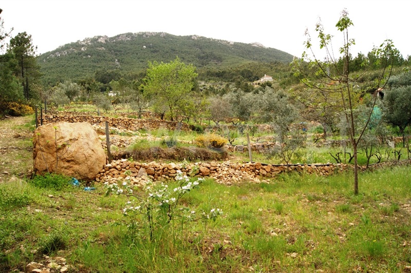 Terreno  Proença-a-Nova, Montes da Senhora - 635511 - 7