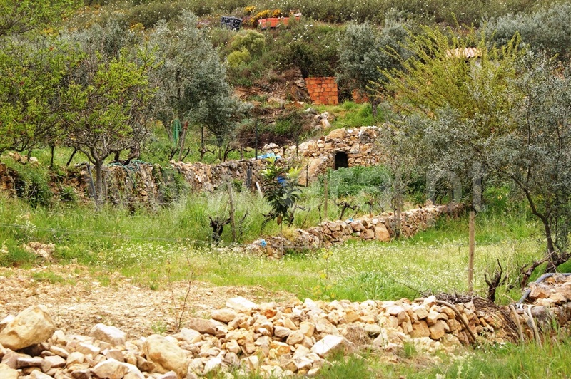 Terreno  Proença-a-Nova, Montes da Senhora - 635511 - 8