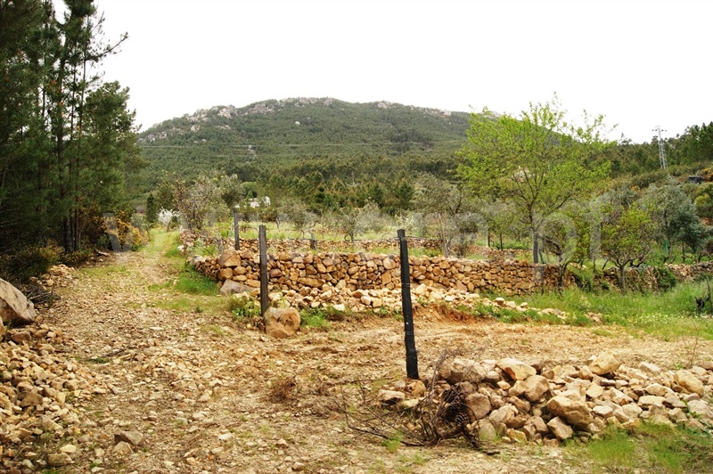 Terreno  Proença-a-Nova, Montes da Senhora - 635511 - 9