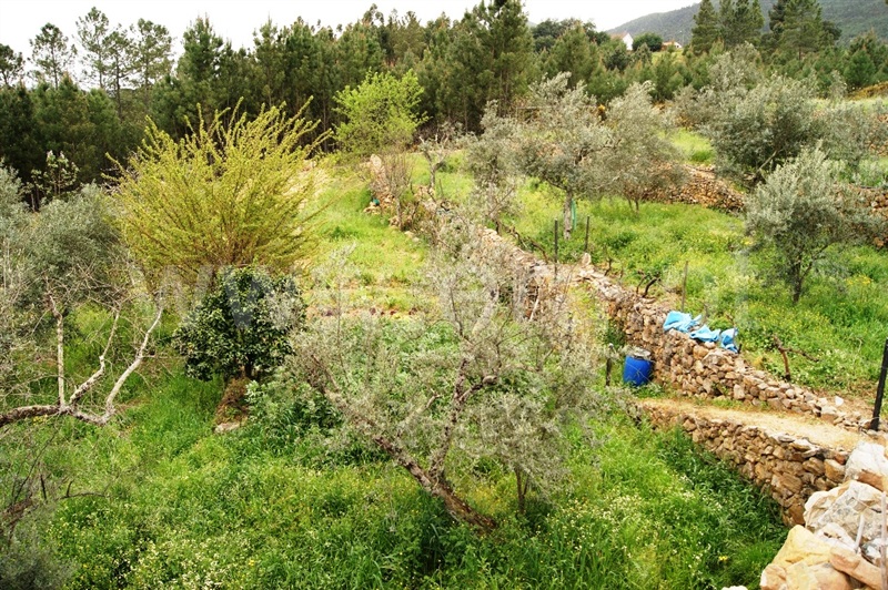 Terreno  Proença-a-Nova, Montes da Senhora - 635511 - 16