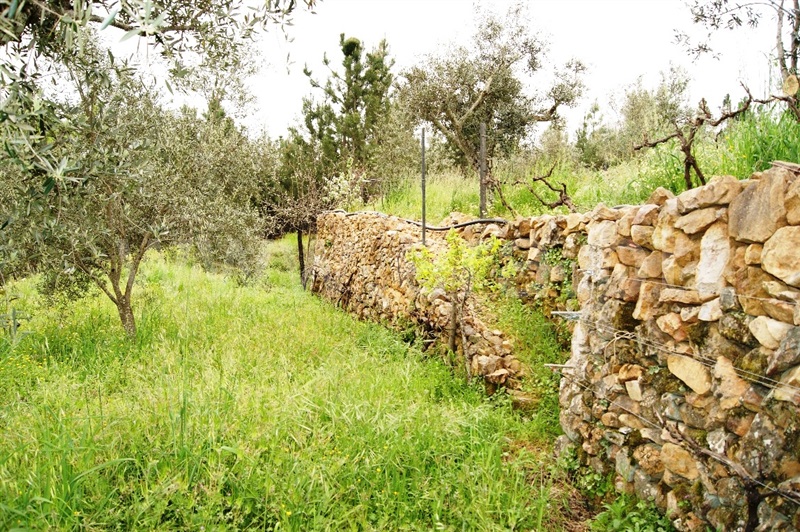 Terreno  Proença-a-Nova, Montes da Senhora - 635511 - 18