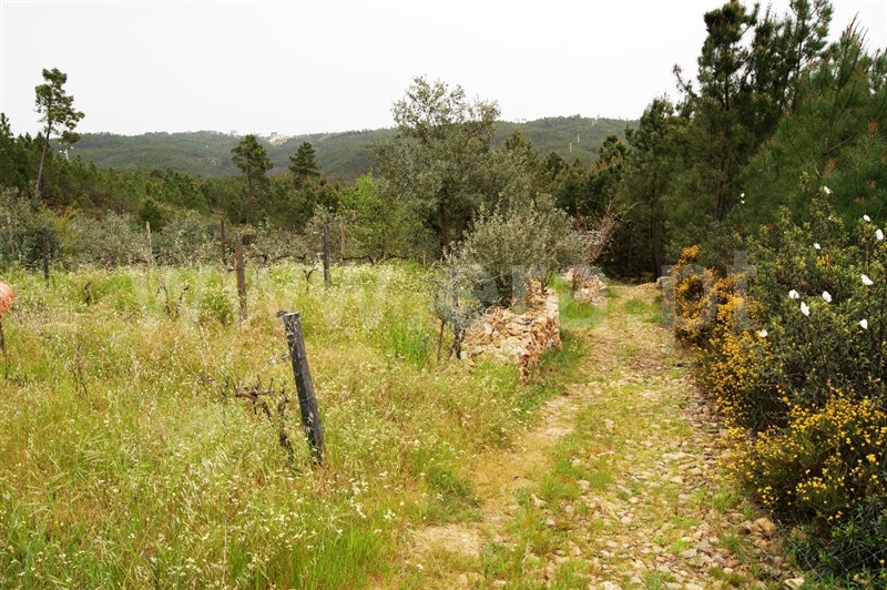 Terreno  Proença-a-Nova, Montes da Senhora - 635511 - 20