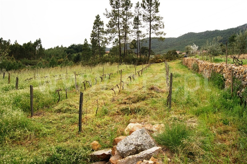 Terreno  Proença-a-Nova, Montes da Senhora - 635511 - 22