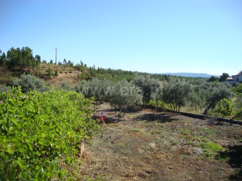 Terreno / Proença-a-Nova, Montes da Senhora