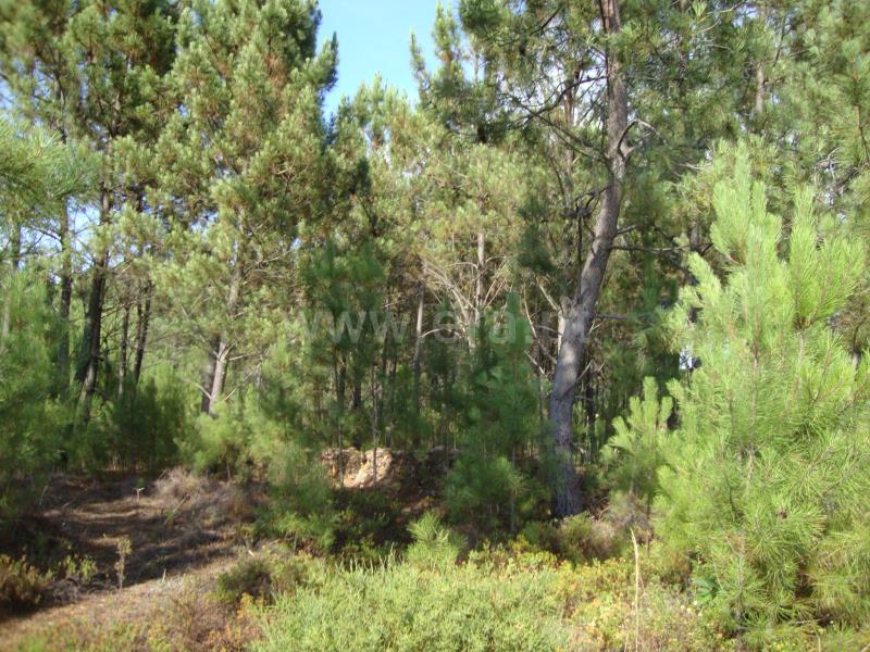 Terreno  Proença-a-Nova, Montes da Senhora - 666139 - 2