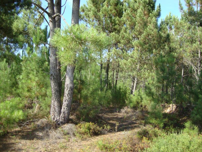 Terreno  Proença-a-Nova, Montes da Senhora - 666139 - 3